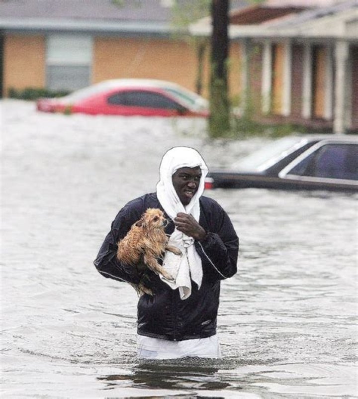 Abandoned Pets In Hurricane Harvey