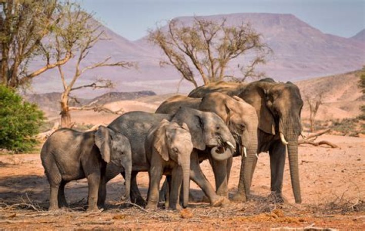 ABBA With Elephants