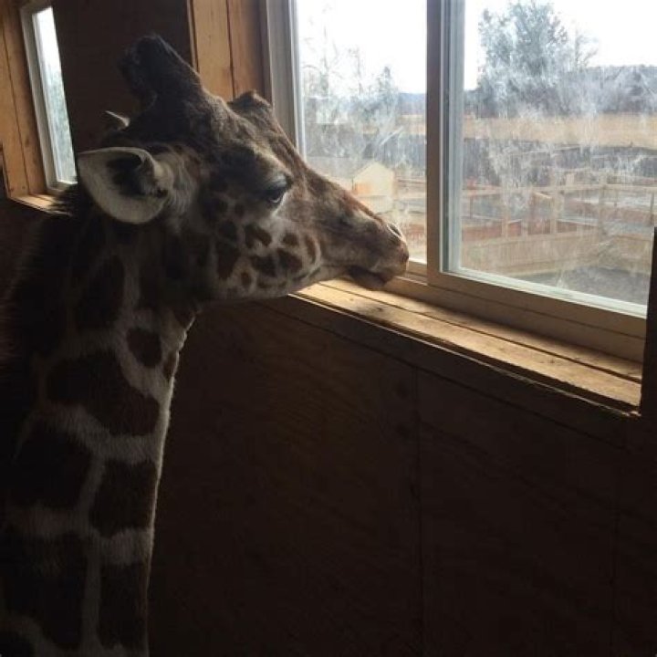 April The Giraffe — PICS