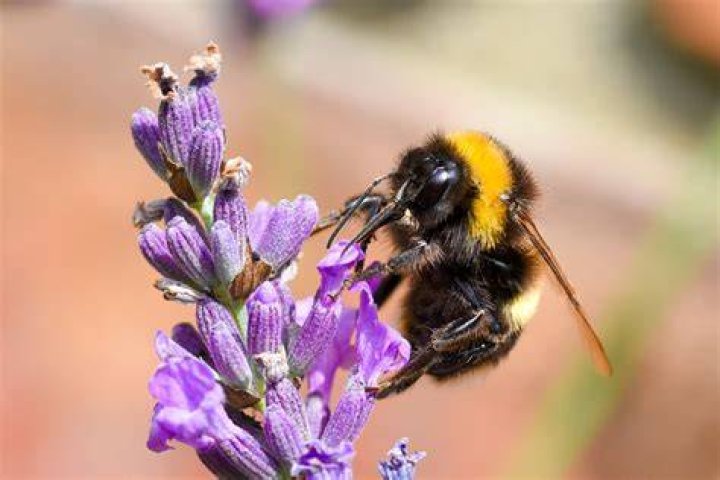 Beyonc&eacute; as a Bumble Bee