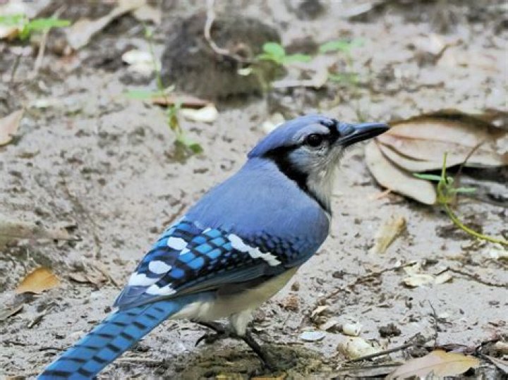 Blue & Jay