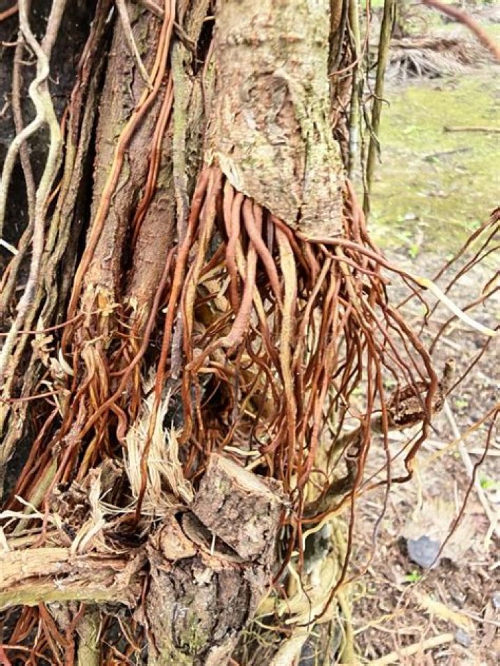 Broken Roots