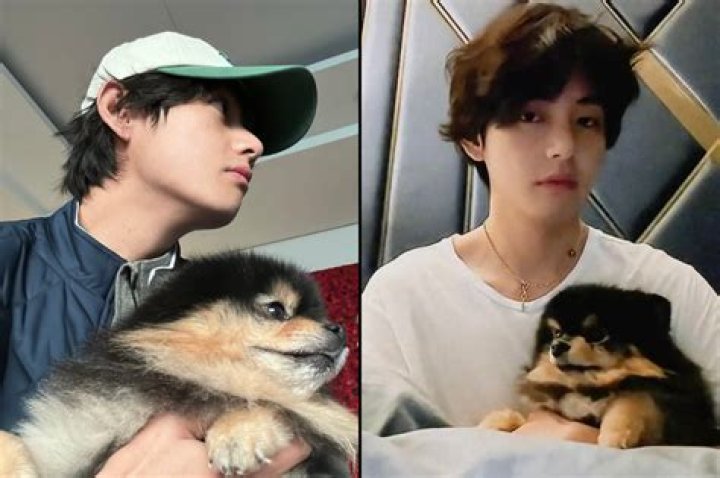 BTS Shares New Photos Of V’s Dog Yeontan & Fans Can’t Get Over How ‘Grown Up’ He Looks