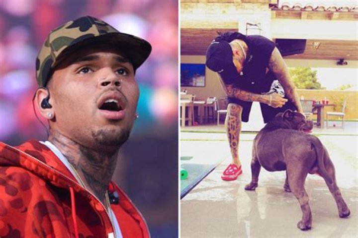 Chris Brown Dog
