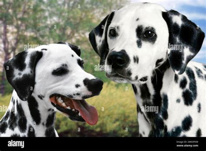 Dalmatian