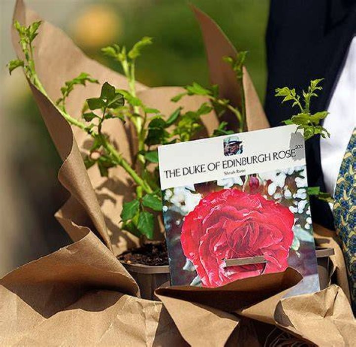 Duke of Edinburg rose