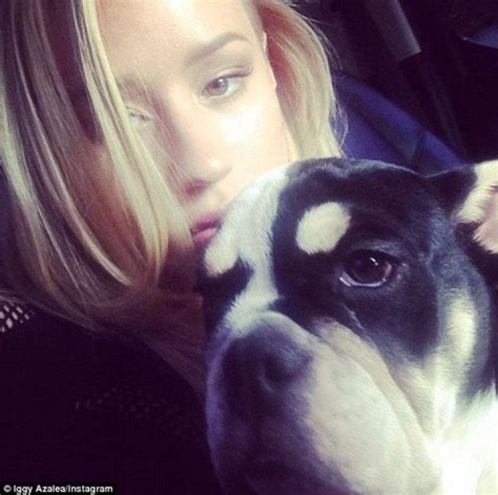 Iggy Azalea at World Dog Day