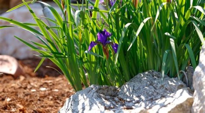 iris