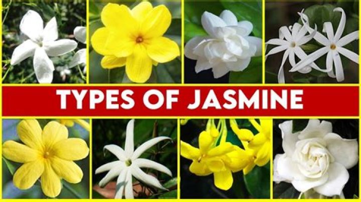 Jasmine Washington-love-and-hip-hop-fued-2
