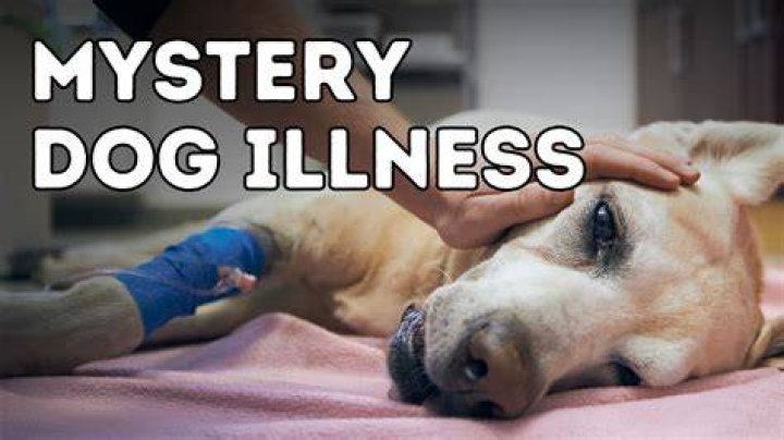 JD Scott Mystery Illness Disease Property Brothers