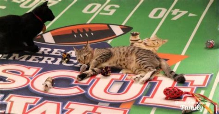 Kitten Bowl