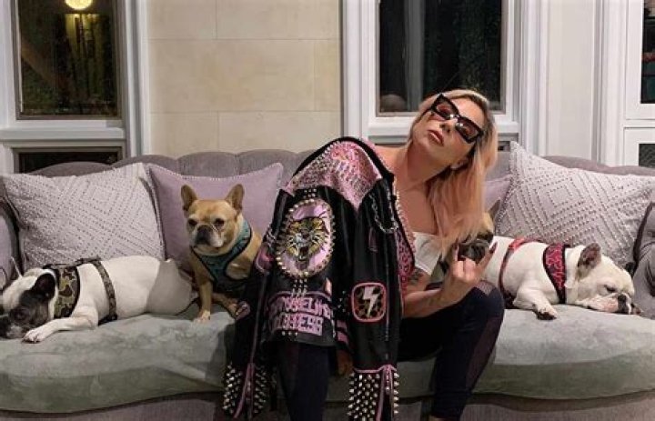 Lady Gaga Dogs