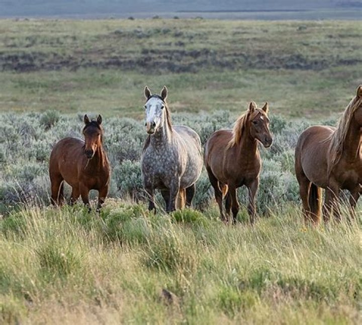 &lsquo;The Mustangs: America&rsquo;s Wild Horse&rsquo; (2021)