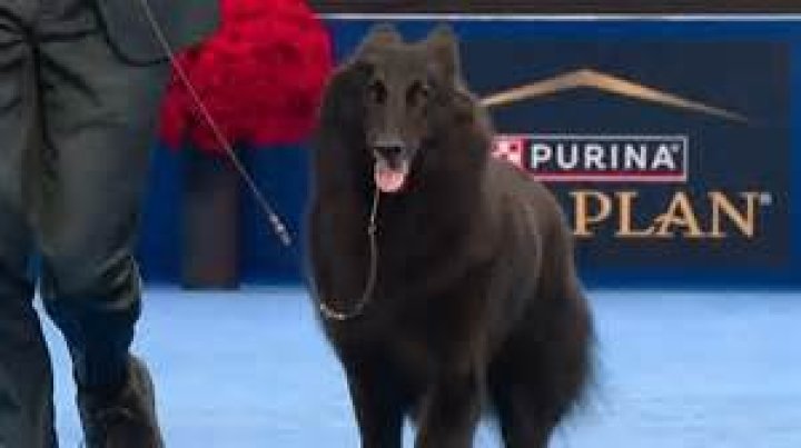 National Dog Show Winner