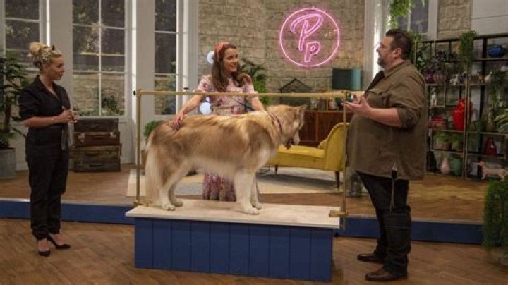 POOCH PERFECT - &ldquo;Live Loud and Groom Proud&rdquo; &ndash; &ldquo;Pooch Perfect&rdquo; continues its search for the GOAT of grooming when the Immunity Puppertunity challenges find the remaining eight teams grooming an animal they are not used to on TUESDAY, APRIL 13 (8:00-9:00 p.m. EDT), on ABC. (ABC/Christopher Willard) REBEL WILSON
