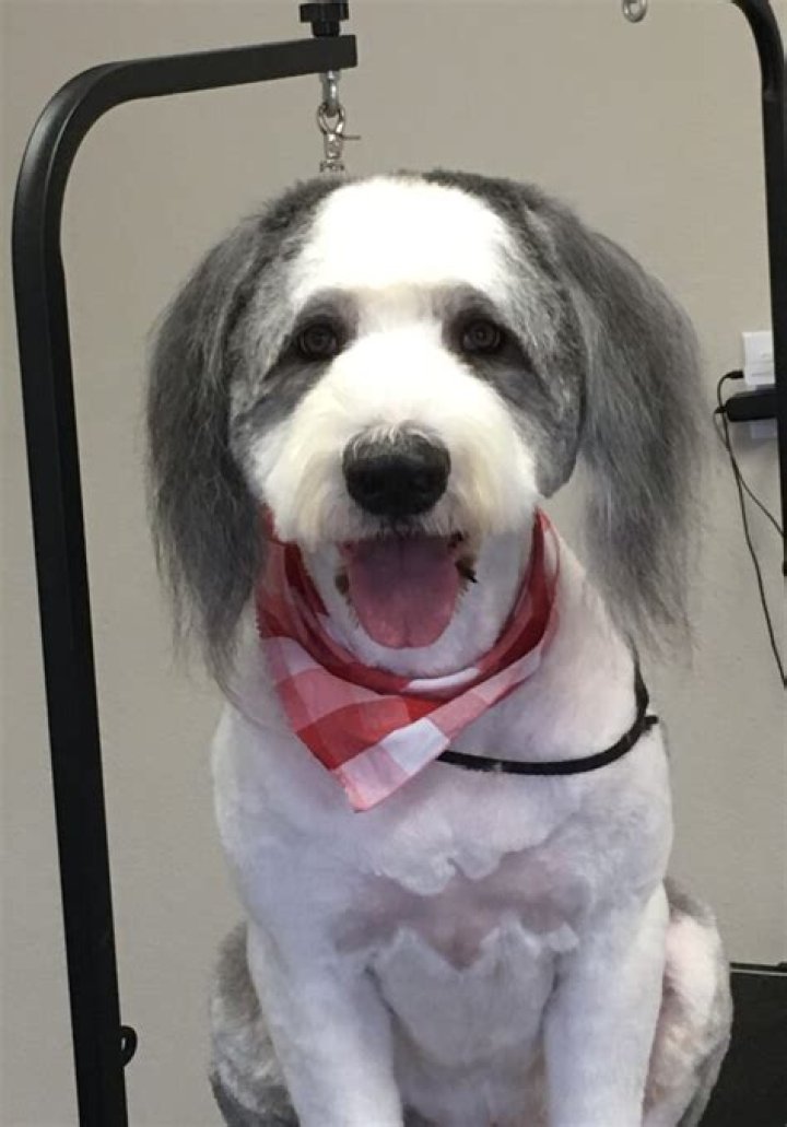 POOCH PERFECT - "Glow Big or Glow Home" &ndash; The remaining grooming teams compete in two brand-new challenges on the next episode of "Pooch Perfect,&rdquo; airing TUESDAY, APRIL 20 (8:00-9:00 p.m. EDT), on ABC. (ABC/Christopher Willard)REBEL WILSON