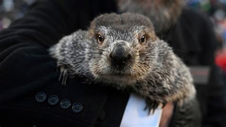 Punxsutawney Phil &mdash; Pictures Of 2018 Groundhog Day