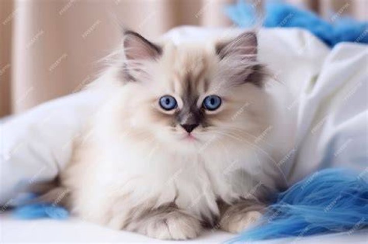 Ragdoll