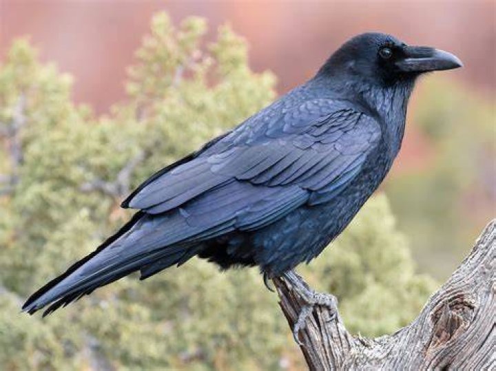 Raven's Home