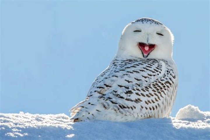 Snow Owls