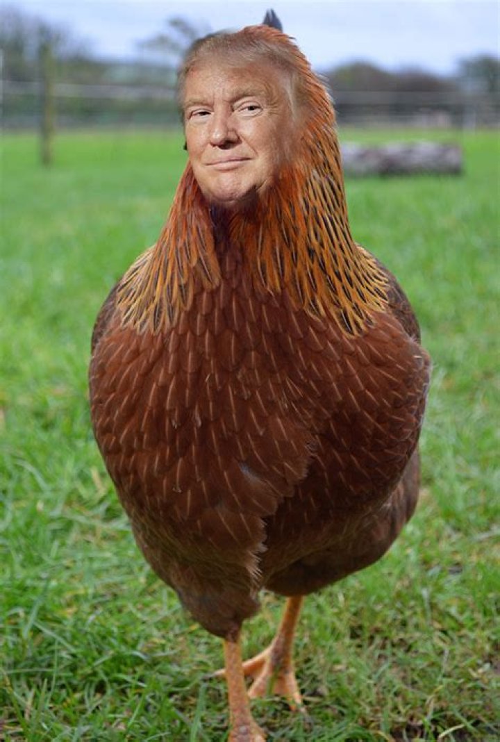 Stephen Colbert Blasts Cowardly Donald Trump – ‘He’s A Chicken’
