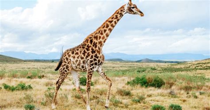 The Giraffe
