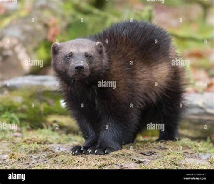 Wolverine